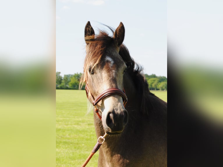 Appaloosa Croisé Jument 2 Ans 160 cm Isabelle in Ruinen