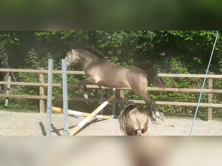 Appaloosa Croisé Jument 2 Ans 160 cm Isabelle in Ruinen