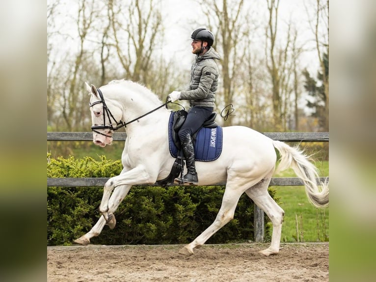Appaloosa Croisé Jument 2 Ans 160 cm Isabelle in Ruinen