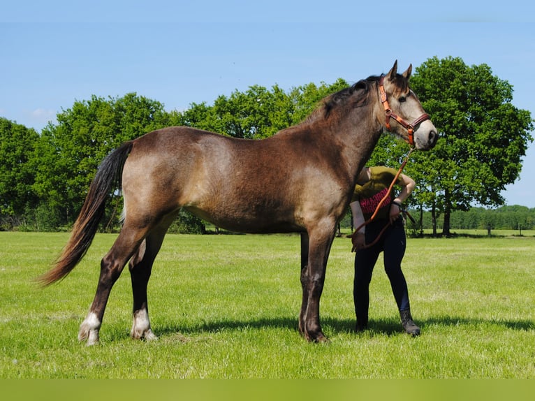 Appaloosa Croisé Jument 2 Ans 160 cm Isabelle in Ruinen