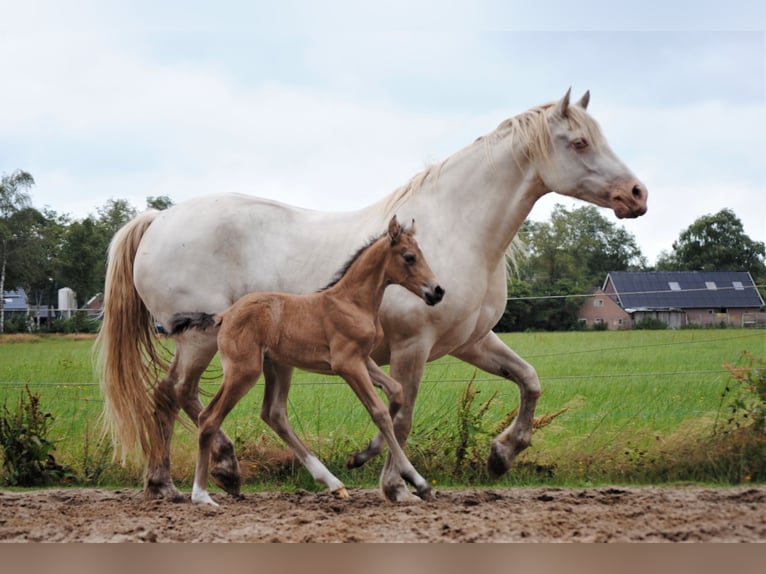 Appaloosa Croisé Jument 2 Ans 160 cm Isabelle in Ruinen