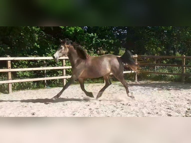 Appaloosa Croisé Jument 2 Ans 160 cm Isabelle in Ruinen