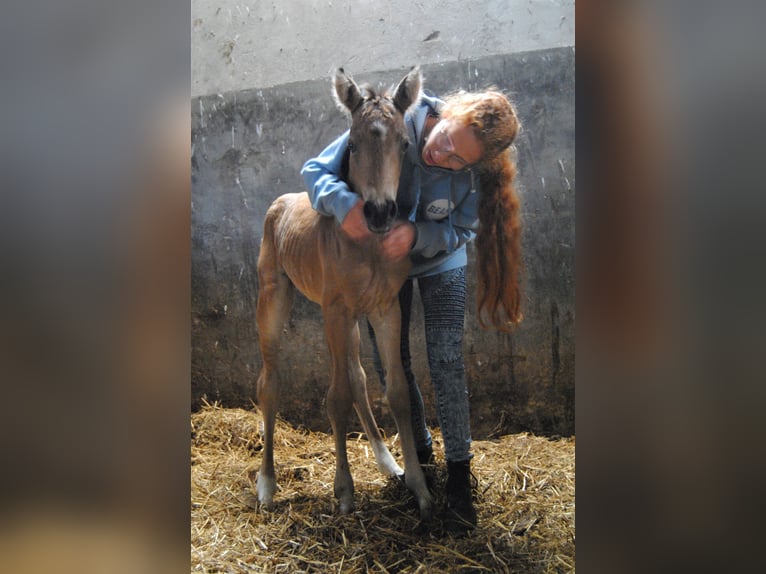 Appaloosa Croisé Jument 2 Ans 160 cm Isabelle in Ruinen