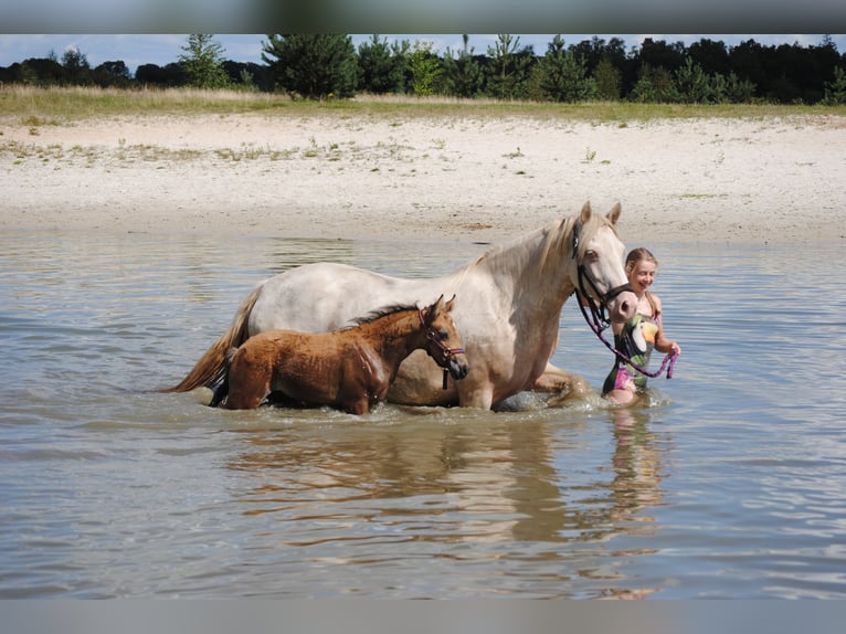 Appaloosa Croisé Jument 2 Ans 160 cm Isabelle in Ruinen