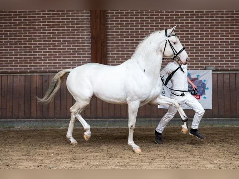 Appaloosa Croisé Jument 2 Ans 160 cm Isabelle in Ruinen