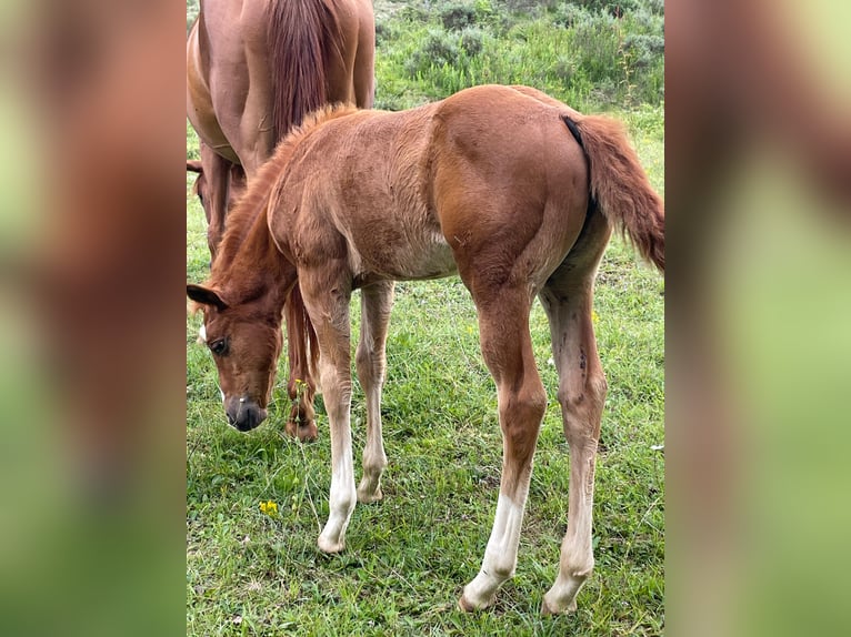 Appaloosa Jument 2 Ans Alezan in Camarade