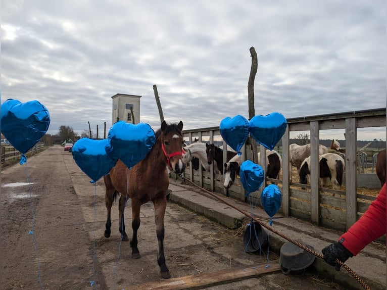 Appaloosa Croisé Jument 2 Ans Bai in Stendal