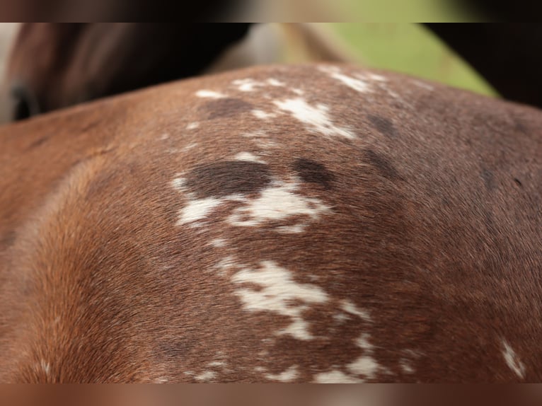 Appaloosa Jument 2 Ans Bai in Chaudefonds sur Layon