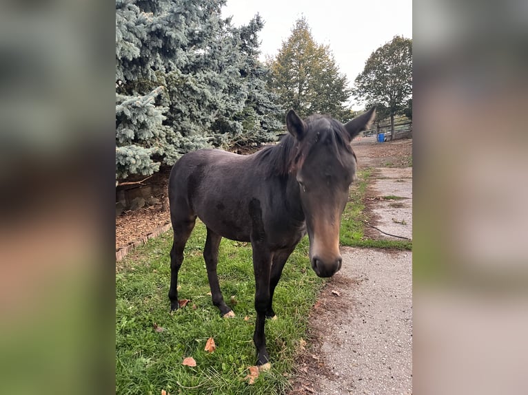 Appaloosa Jument 2 Ans Noir in Krupina