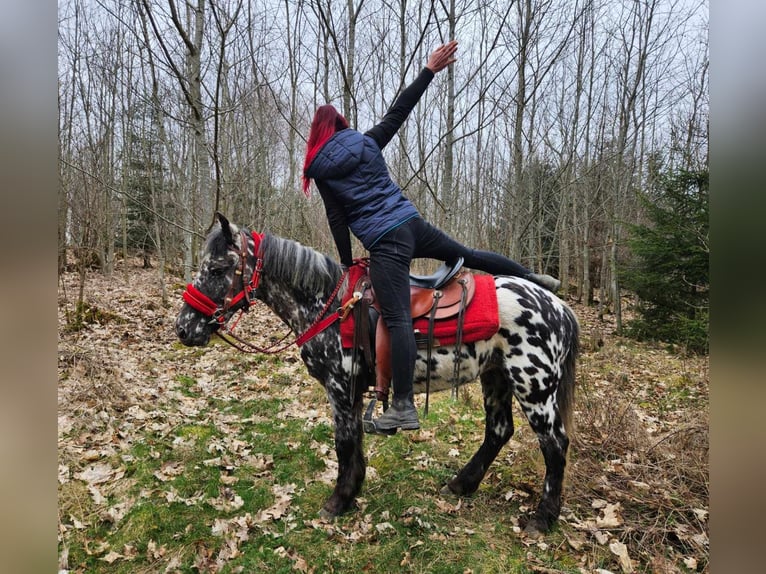 Appaloosa Jument 3 Ans 136 cm Léopard in Linkenbach