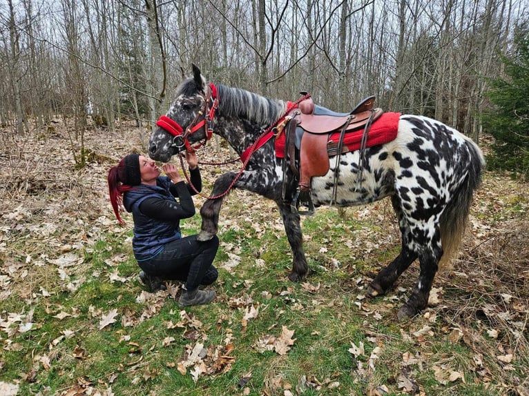 Appaloosa Jument 3 Ans 136 cm Léopard in Linkenbach