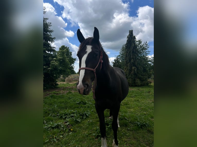 Appaloosa Jument 3 Ans 147 cm Noir in Neustadt (Dosse)