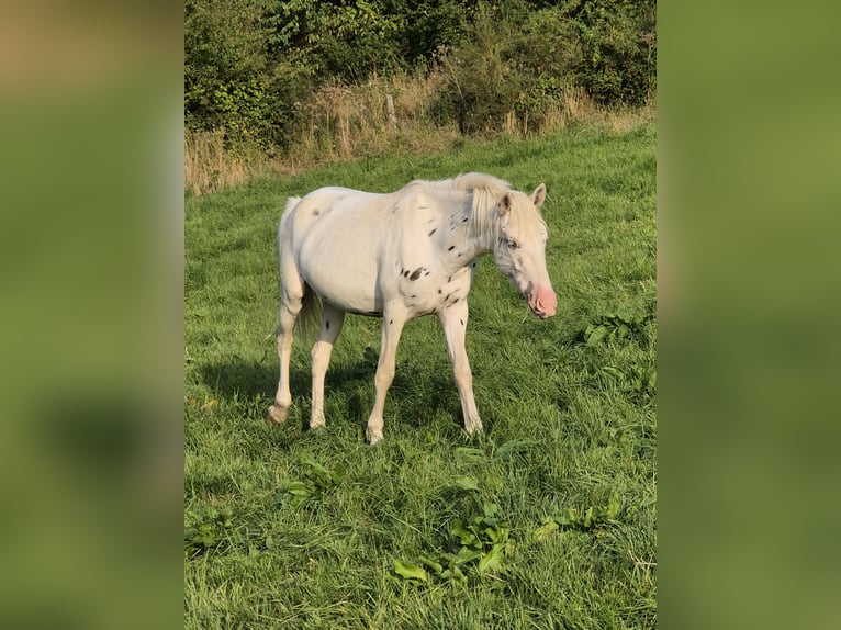 Appaloosa Jument 3 Ans 149 cm Léopard in Ahrweiler