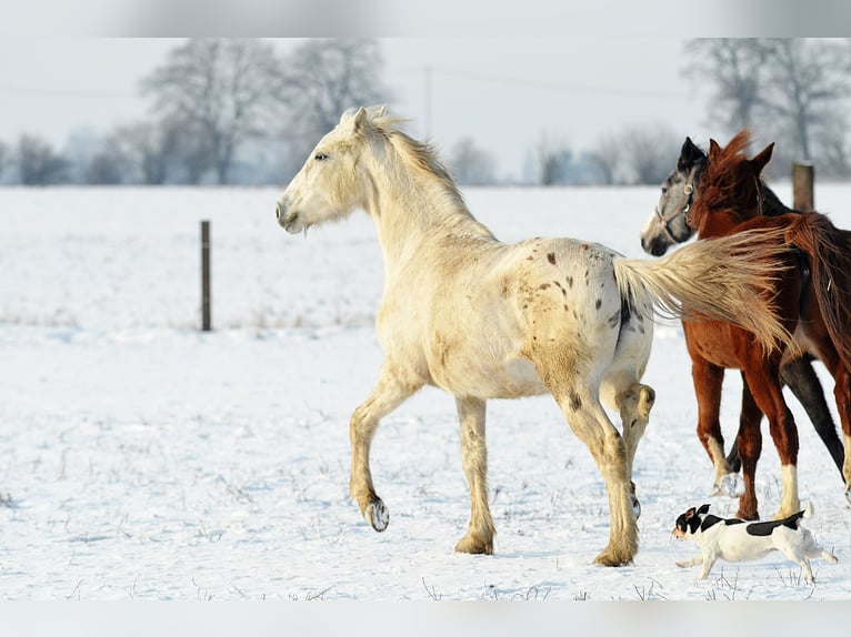 Appaloosa Jument 3 Ans 150 cm Léopard in radziejów