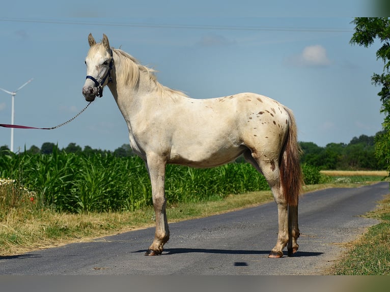 Appaloosa Jument 3 Ans 150 cm Léopard in radziejów