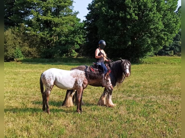 Appaloosa Jument 3 Ans 151 cm Roan-Bay in Eger