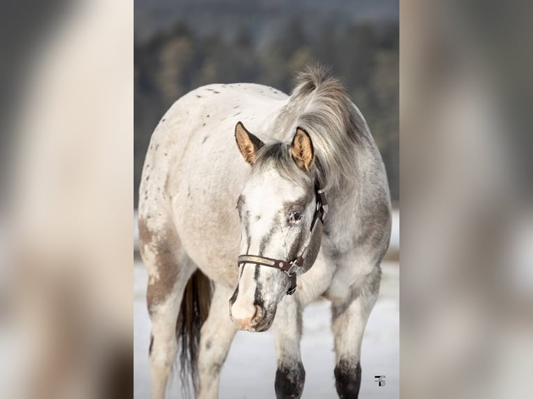 Appaloosa Jument 3 Ans 152 cm Grullo in Beratzhausen