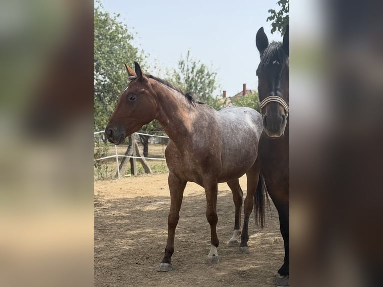 Appaloosa Croisé Jument 3 Ans 153 cm Roan-Bay in Rechnitz