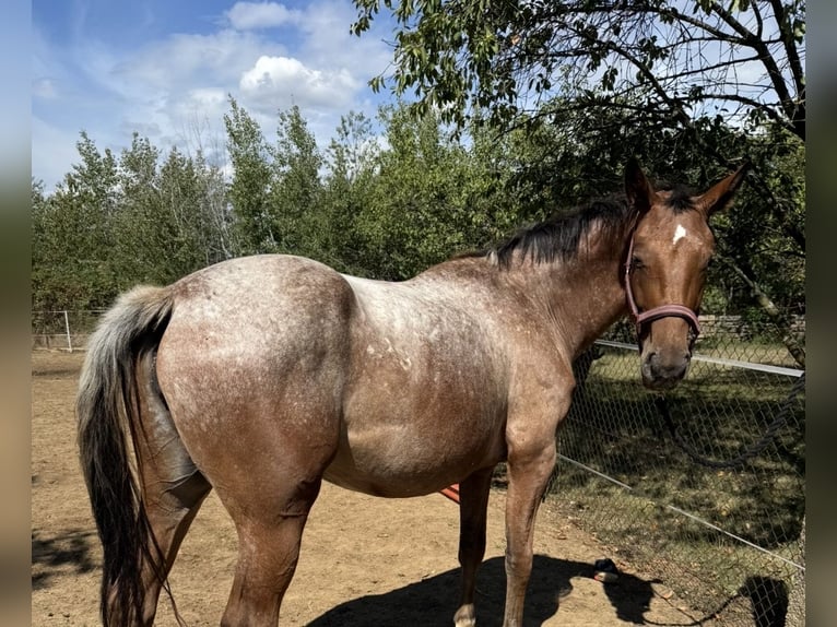 Appaloosa Croisé Jument 3 Ans 153 cm Roan-Bay in Rechnitz