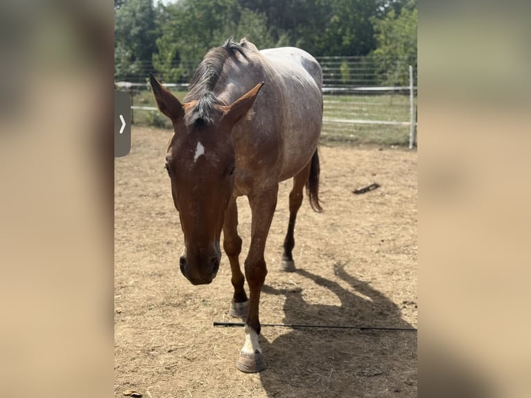 Appaloosa Croisé Jument 3 Ans 153 cm Roan-Bay in Rechnitz