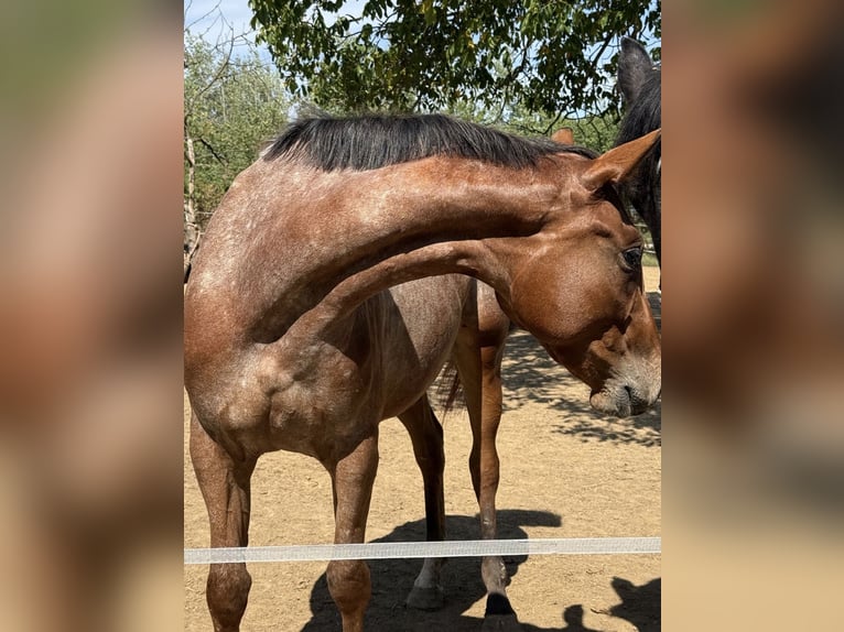 Appaloosa Croisé Jument 3 Ans 153 cm Roan-Bay in Rechnitz