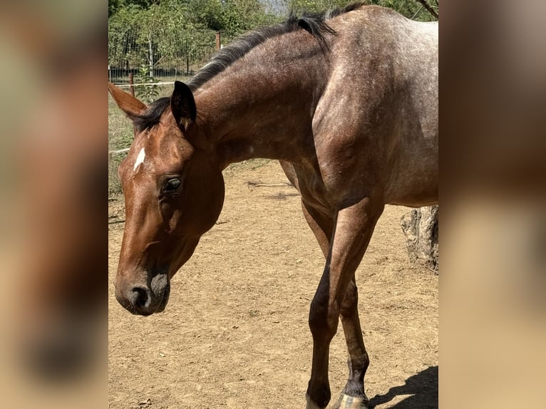 Appaloosa Croisé Jument 3 Ans 153 cm Roan-Bay in Rechnitz