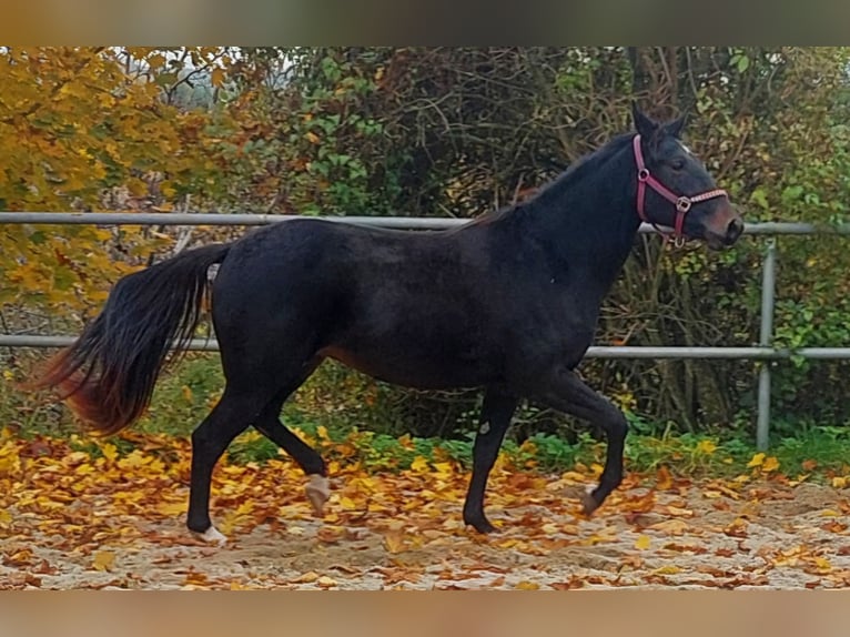 Appaloosa Jument 3 Ans 155 cm Bai brun foncé in Weißkirchen an der Traun