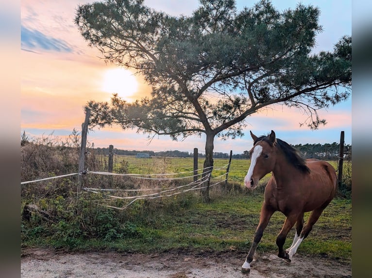 Appaloosa Jument 3 Ans 155 cm Bai in Jerichow