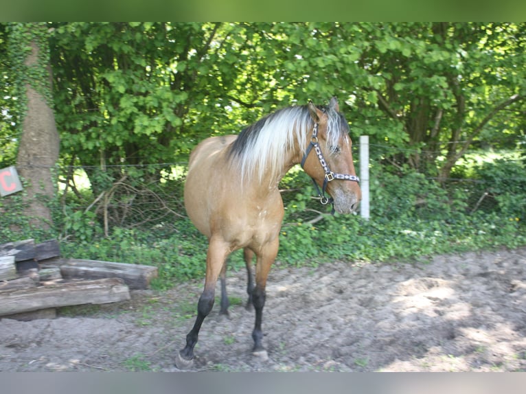 Appaloosa Jument 3 Ans 155 cm Isabelle in Gnarrenburg