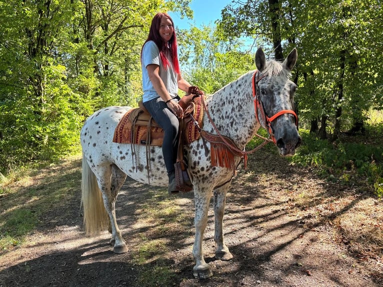 Appaloosa Croisé Jument 3 Ans 156 cm Léopard in Linkenbach