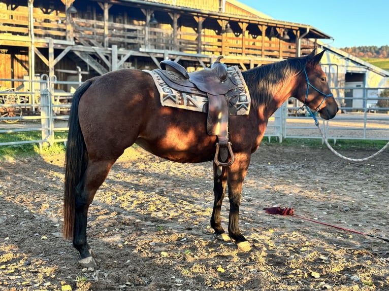 Appaloosa Jument 3 Ans Bai in Berga-W&#xFC;nschendorf