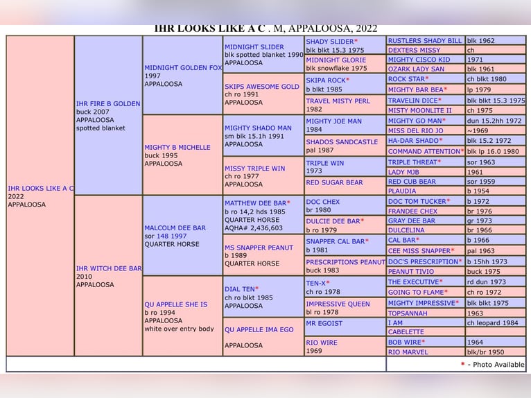 Appaloosa Jument 3 Ans Bai in Berga-W&#xFC;nschendorf