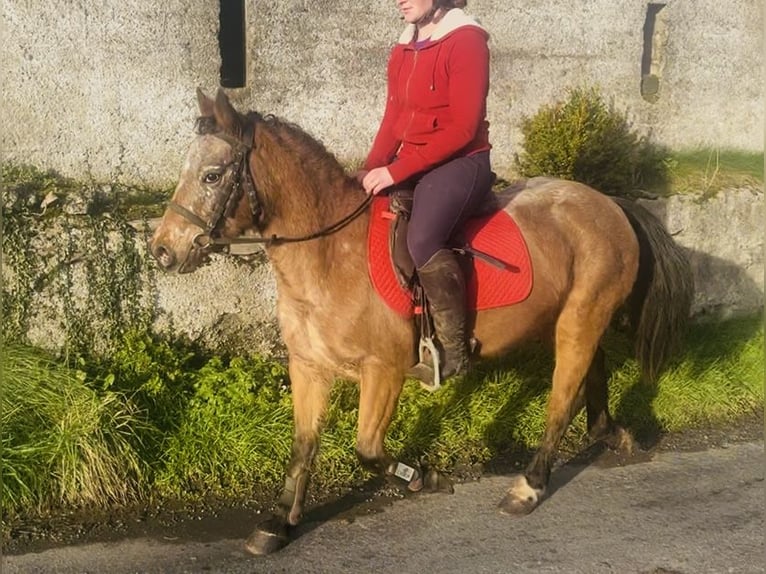 Appaloosa Jument 4 Ans 128 cm Rouan Rouge in Sligo