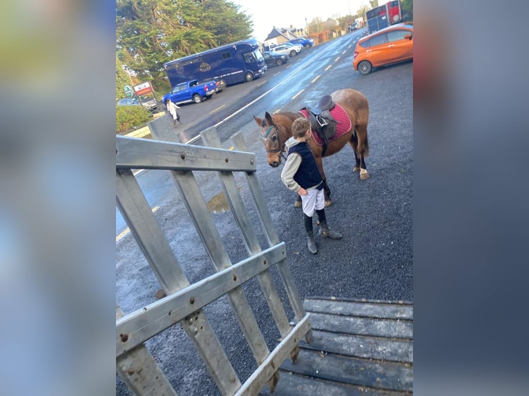Appaloosa Jument 4 Ans 128 cm Rouan Rouge in Sligo