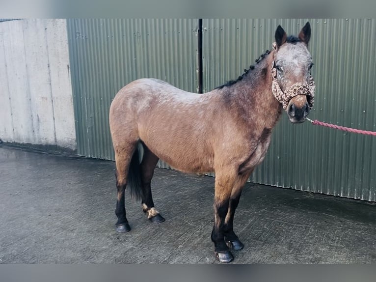 Appaloosa Jument 4 Ans 128 cm Rouan Rouge in Sligo