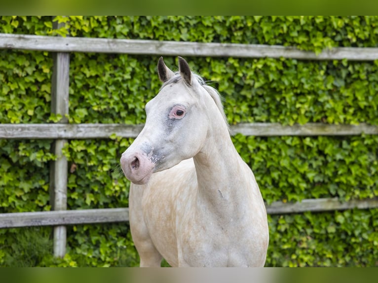 Appaloosa Jument 4 Ans 136 cm Palomino in Waddinxveen