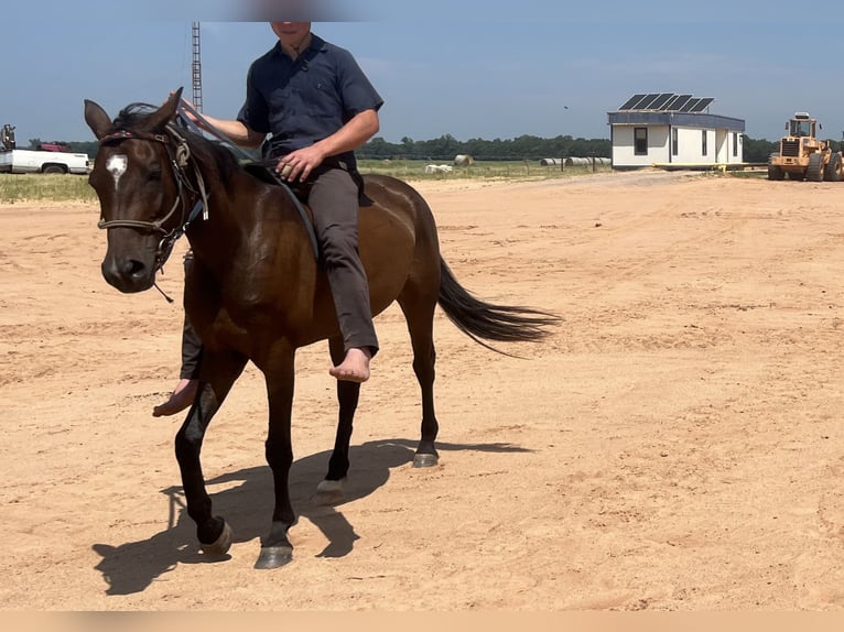 Appaloosa Croisé Jument 4 Ans 142 cm Bai cerise in Perkins