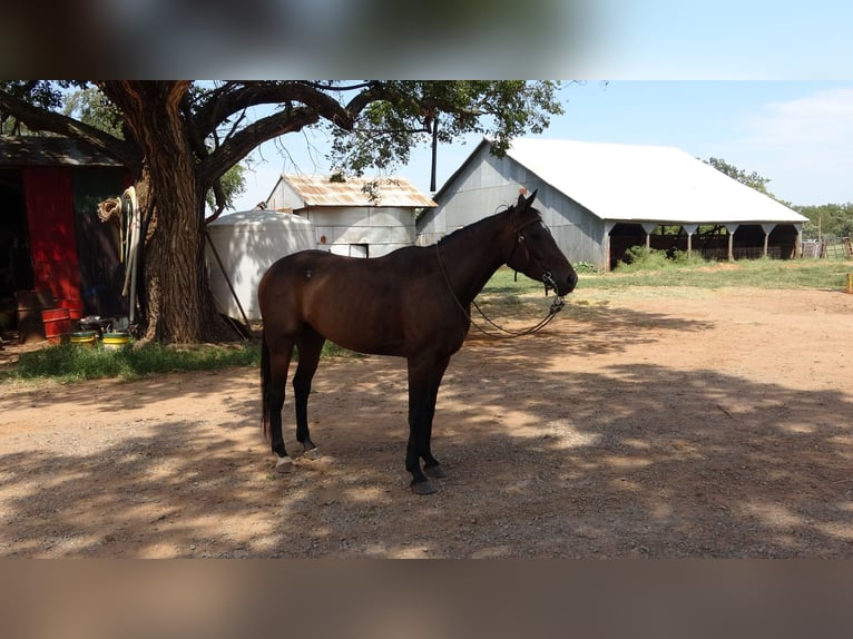 Appaloosa Croisé Jument 4 Ans 142 cm Bai cerise in Perkins