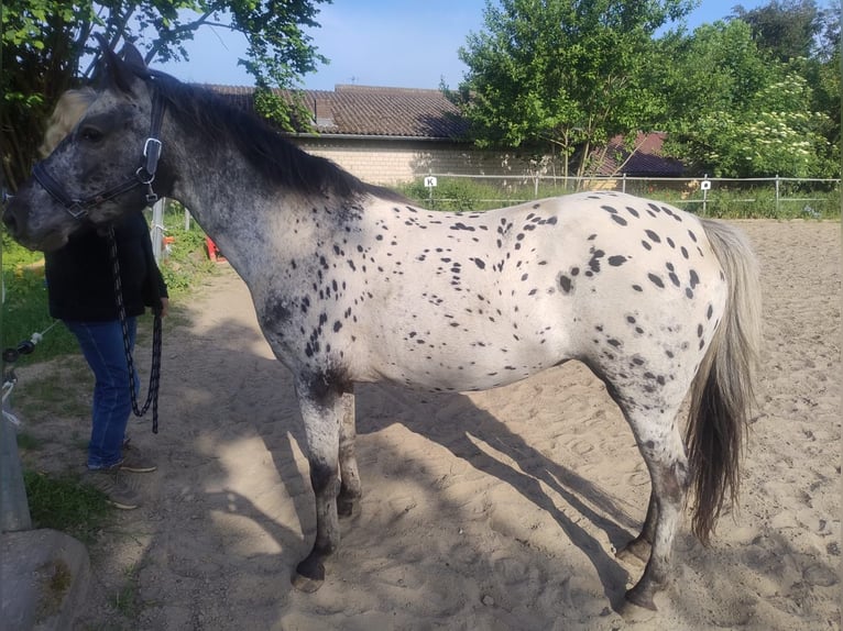 Appaloosa Croisé Jument 4 Ans 143 cm Léopard in Georgsmarienhütte