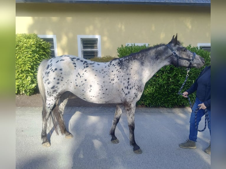 Appaloosa Croisé Jument 4 Ans 143 cm Léopard in Georgsmarienhütte