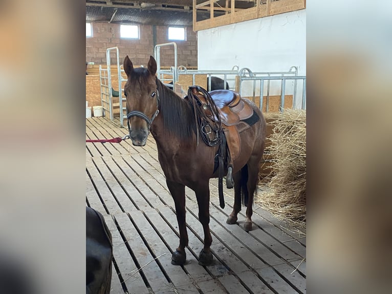 Appaloosa Jument 4 Ans 145 cm Alezan in Riegelsberg