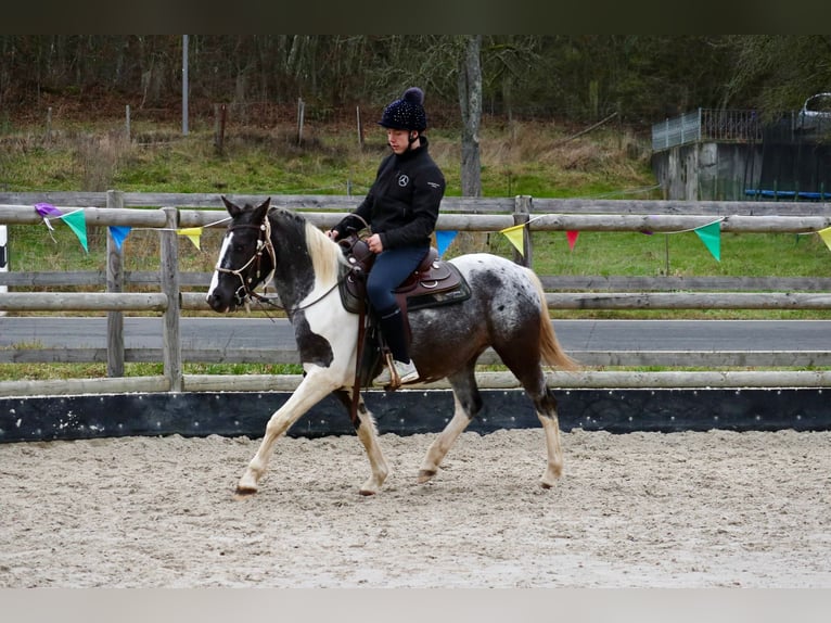 Appaloosa Croisé Jument 4 Ans 145 cm Pinto in Üxheim