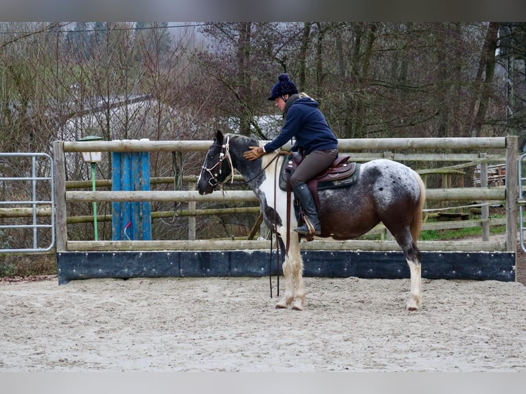 Appaloosa Croisé Jument 4 Ans 145 cm Pinto in Üxheim