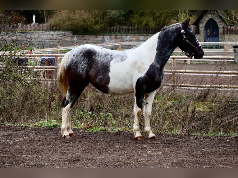 Appaloosa Croisé Jument 4 Ans 145 cm Pinto in Üxheim