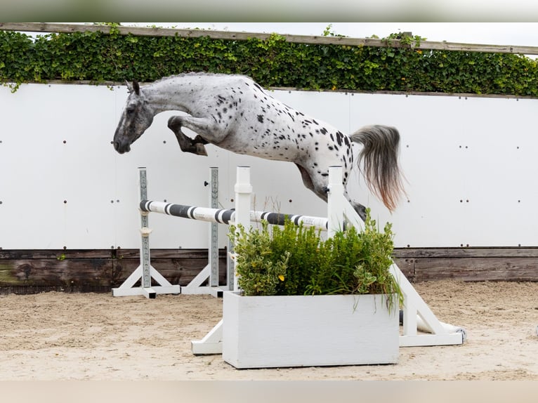 Appaloosa Jument 4 Ans 146 cm Léopard in Waddinxveen