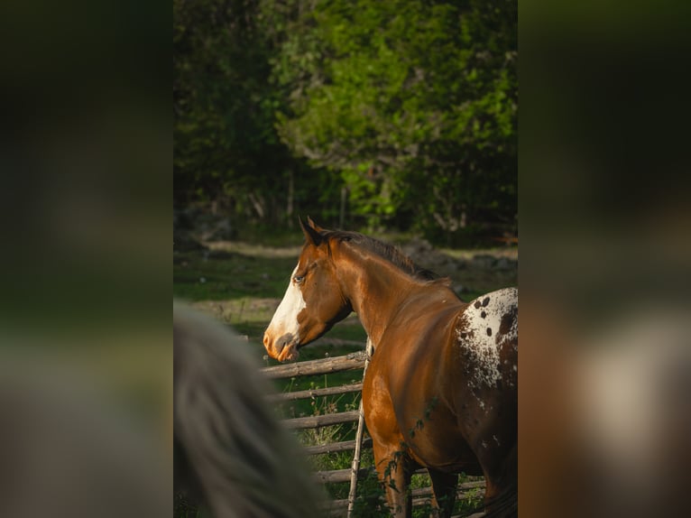 Appaloosa Jument 4 Ans 147 cm in Hallabro