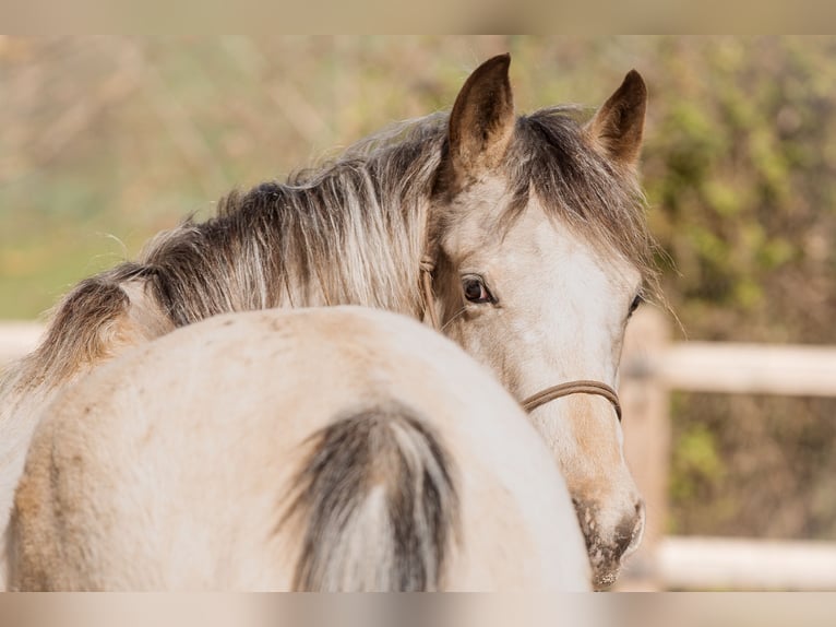 Appaloosa Croisé Jument 4 Ans 148 cm Buckskin in Holzappel