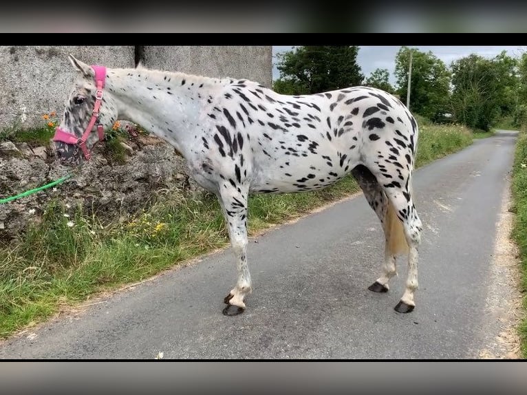 Appaloosa Jument 4 Ans 148 cm Léopard in Sligo