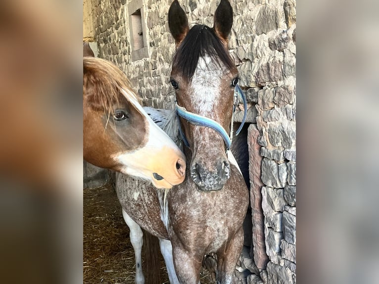 Appaloosa Croisé Jument 4 Ans 150 cm Léopard in Altom&#xFC;nster