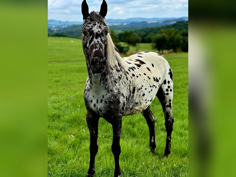 Appaloosa Jument 4 Ans 150 cm Léopard in Kottenborn